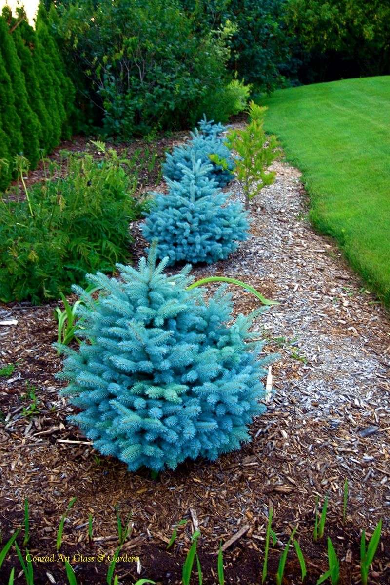 Blue Star Juniper