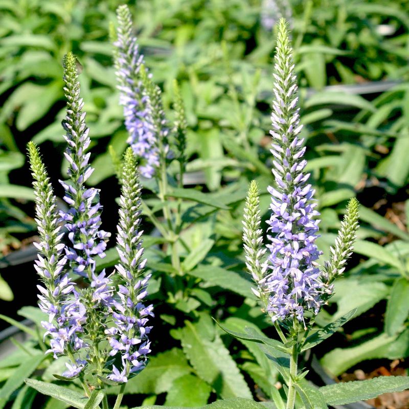 Blue Veronica Spicata