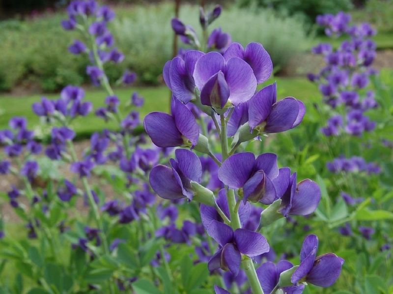 Blue Wild Indigo