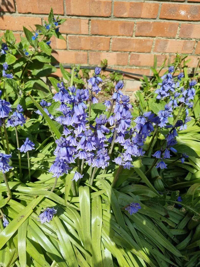 Bluebell