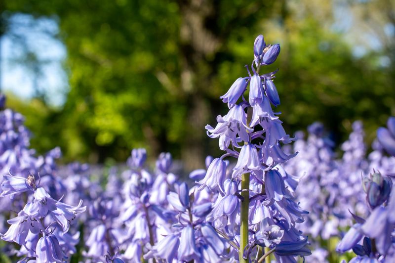 Bluebell