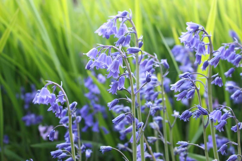 Bluebells