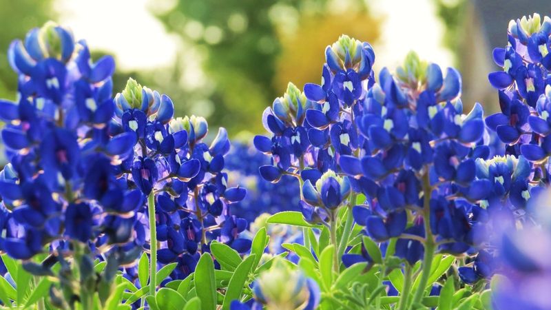 Bluebonnet