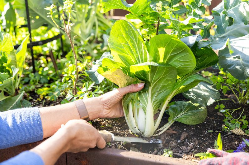 Bok Choy