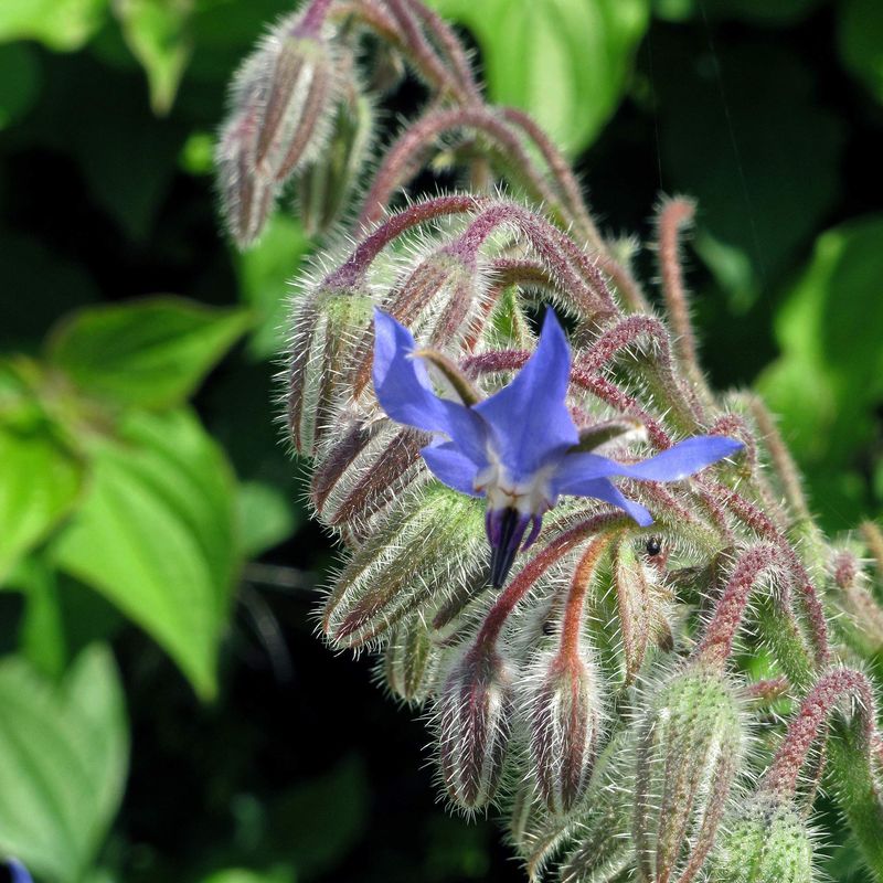 Borage