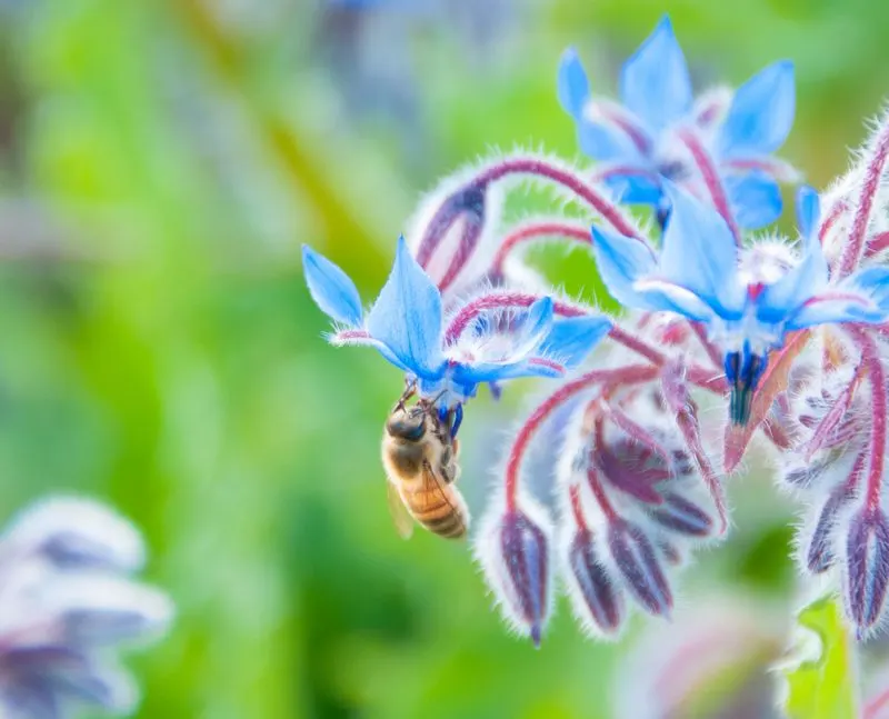 Borage