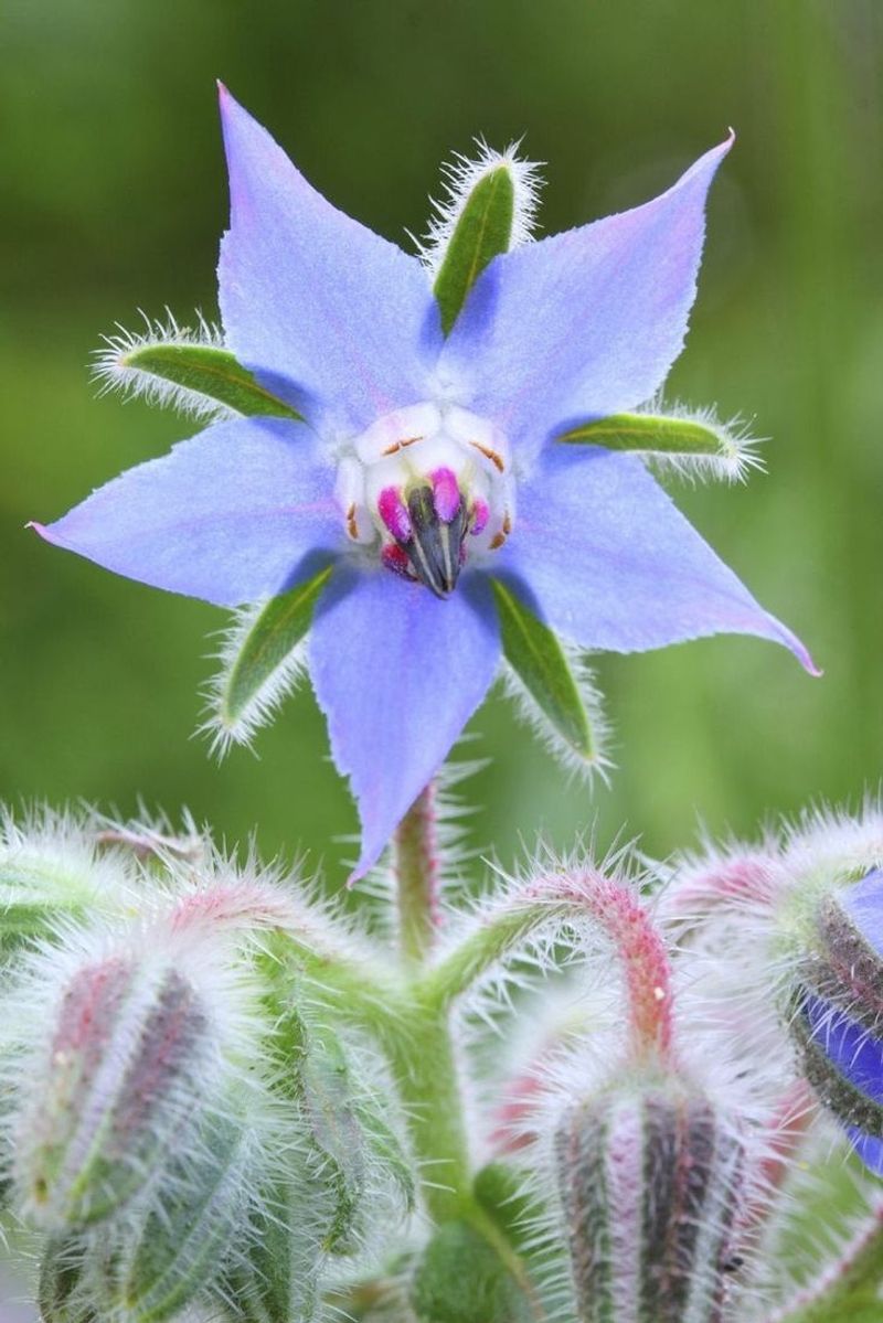 Borage