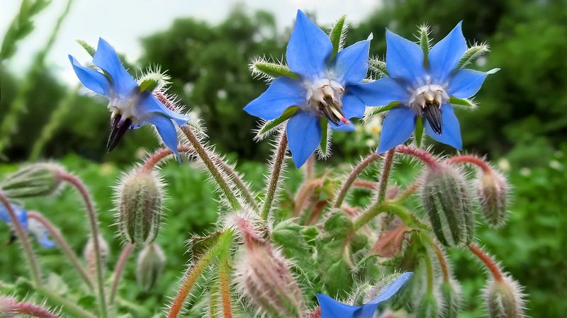 Borage