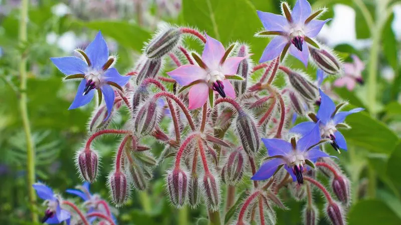 Borage