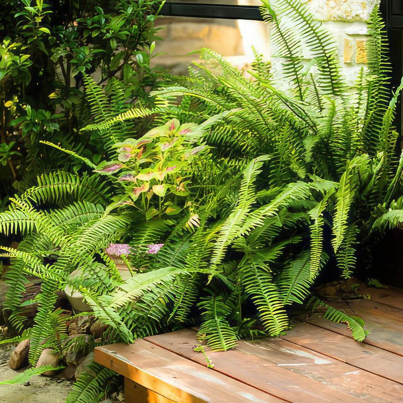 Boston Fern