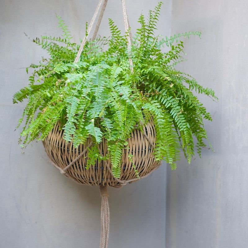 Boston Fern