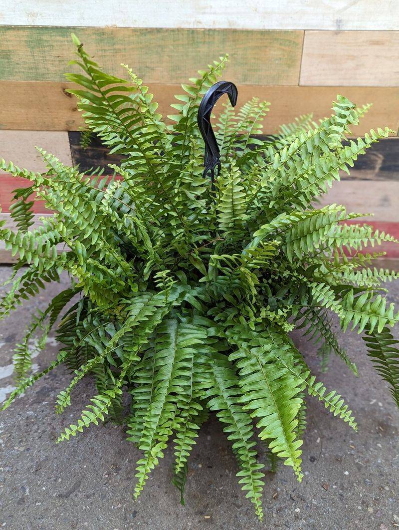 Boston Fern (Nephrolepis exaltata)