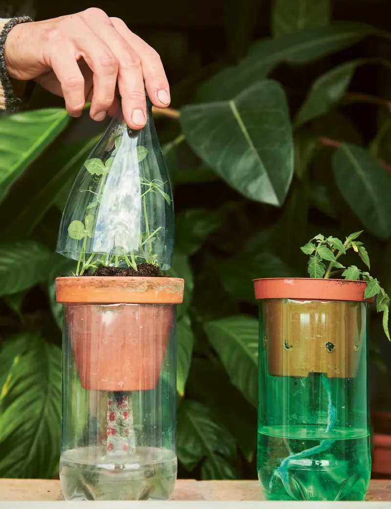 Bottle Greenhouses for Seedlings