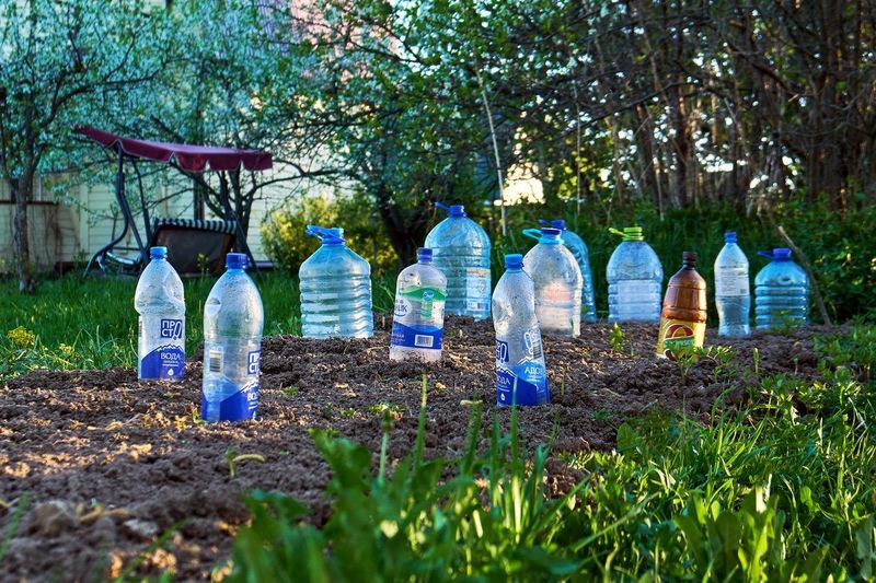 Bottle Protectors for Seedlings