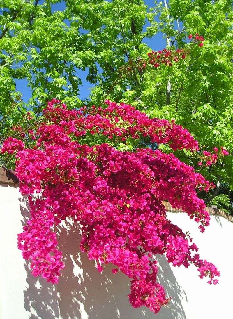 Bougainvillea