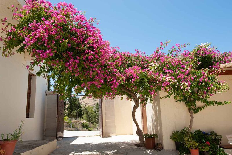 Bougainvillea