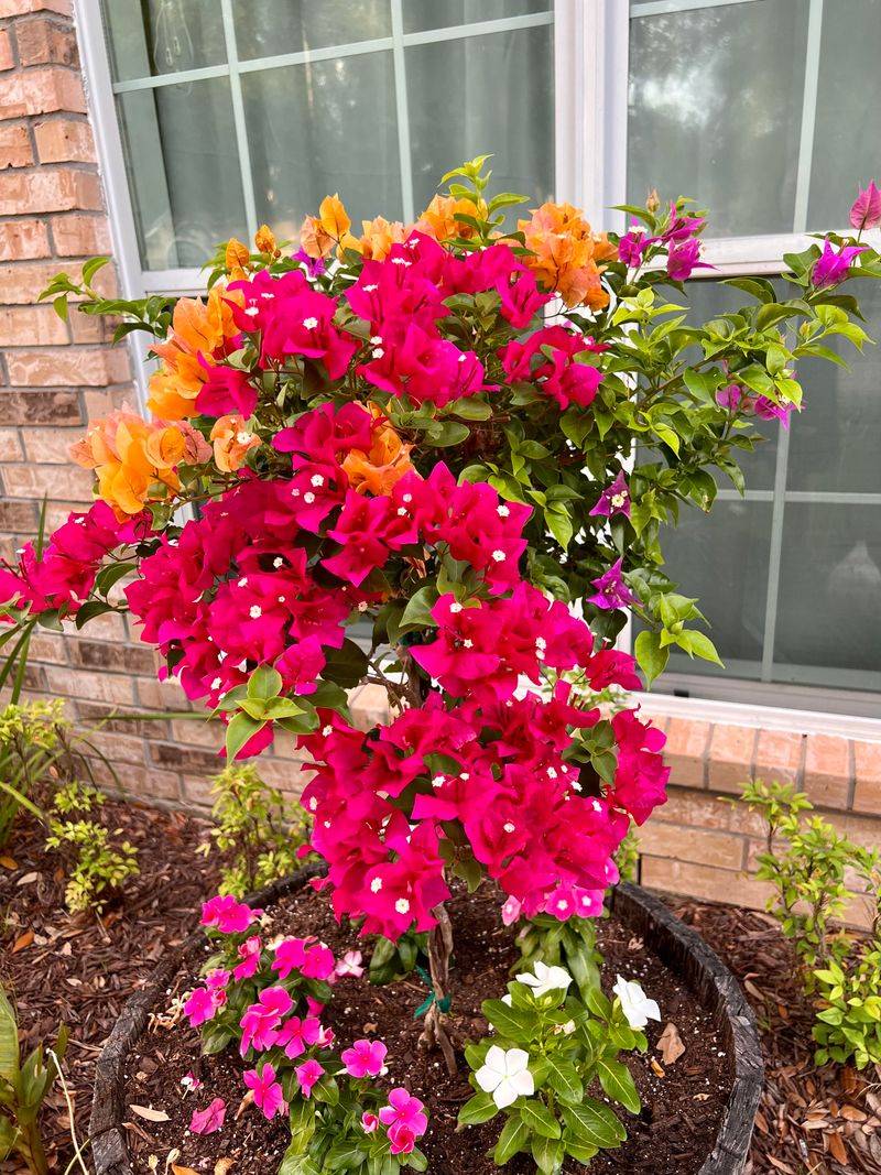 Bougainvillea