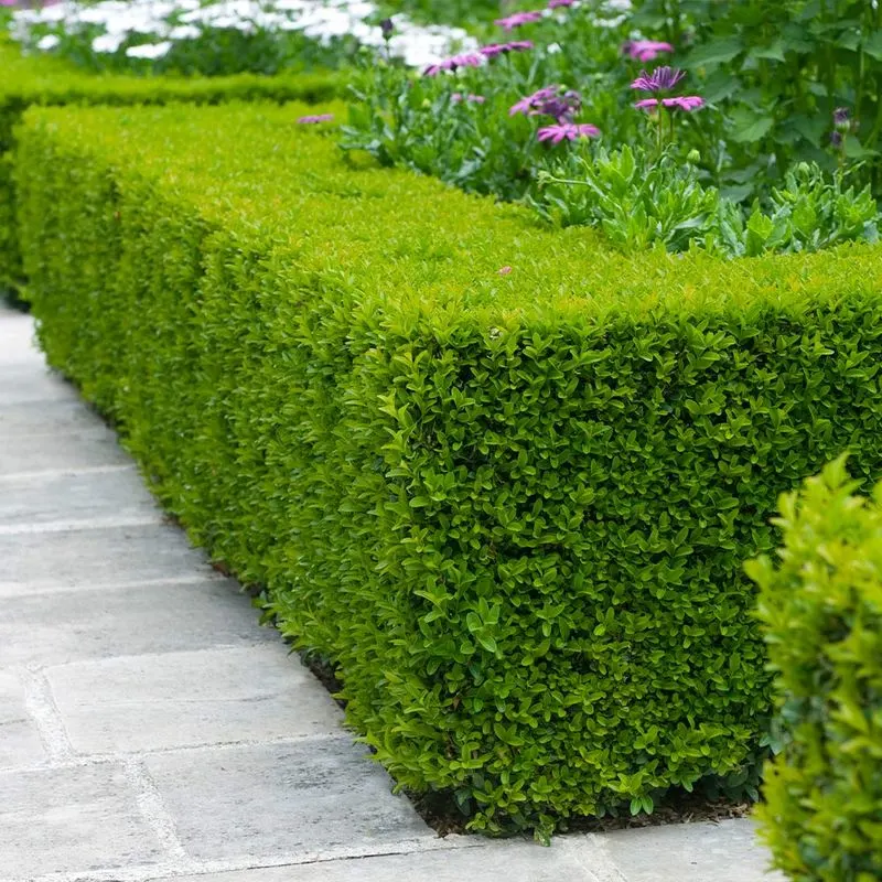 Boxwood