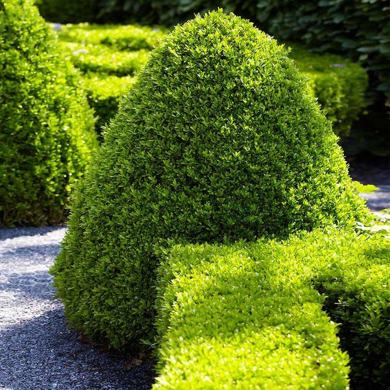 Boxwood