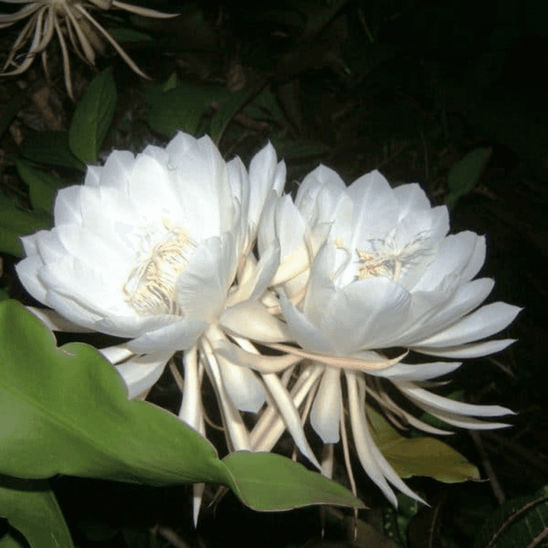 Brahma Kamal