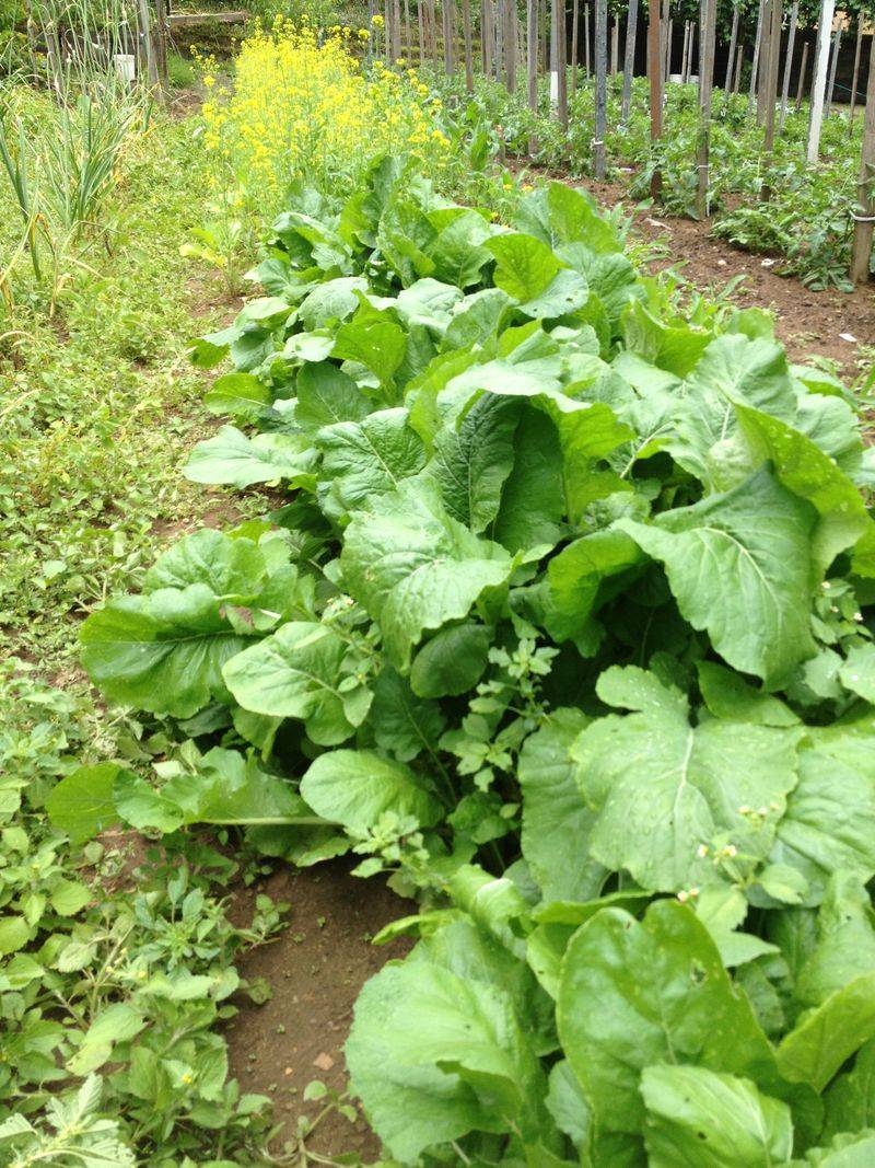 Broccoli Raab