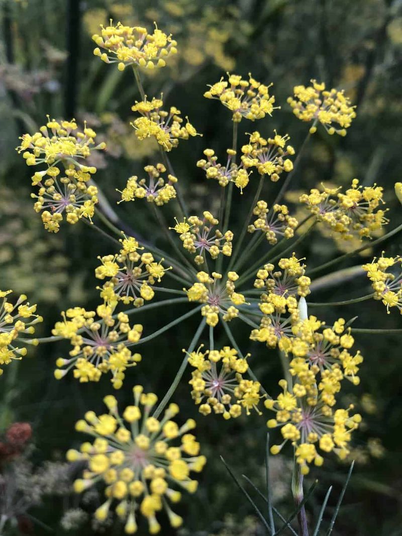 Bronze Fennel