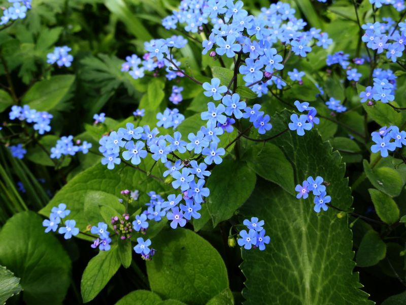 Brunnera