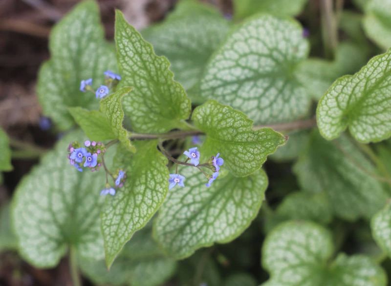 Brunnera