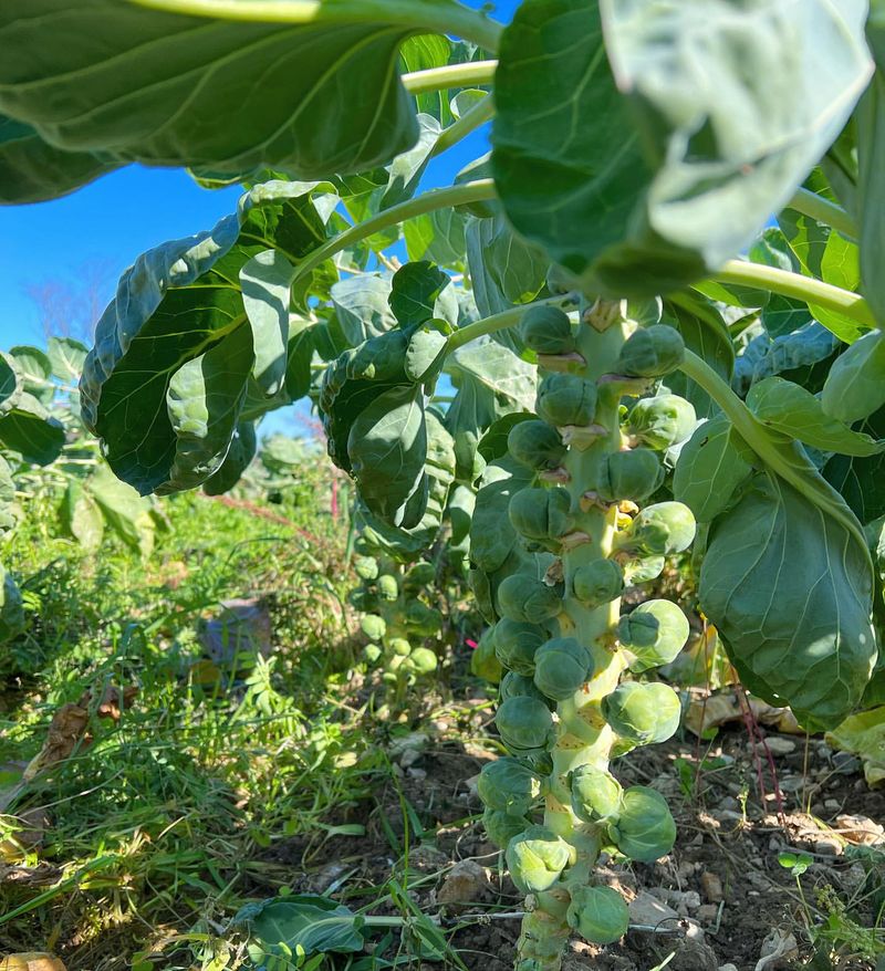 Brussels Sprouts