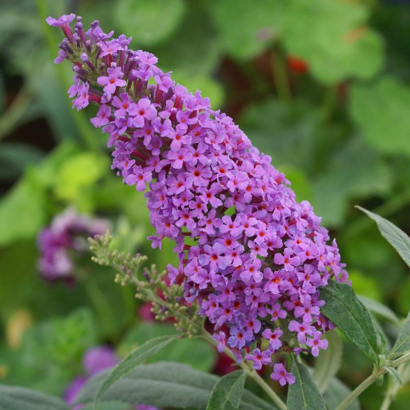 Buddleia