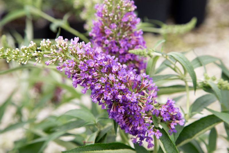 Buddleia