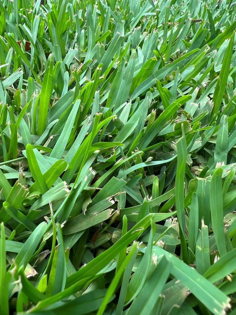 Buffalo Grass