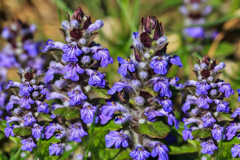 Bugleweed (Ajuga)