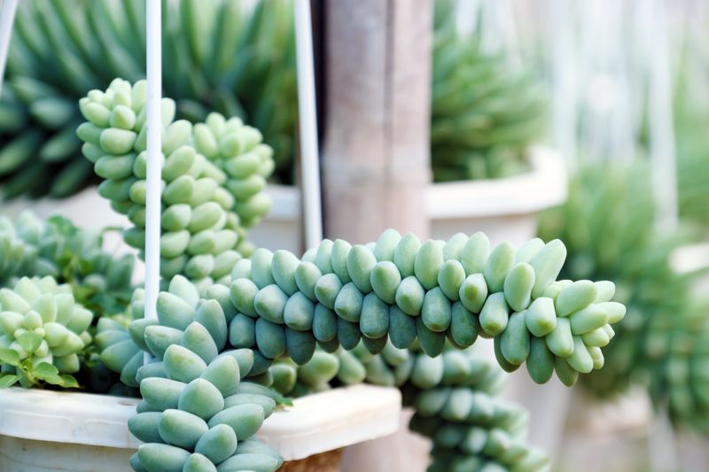 Burro's Tail