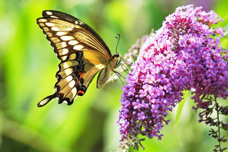 Butterfly Bush