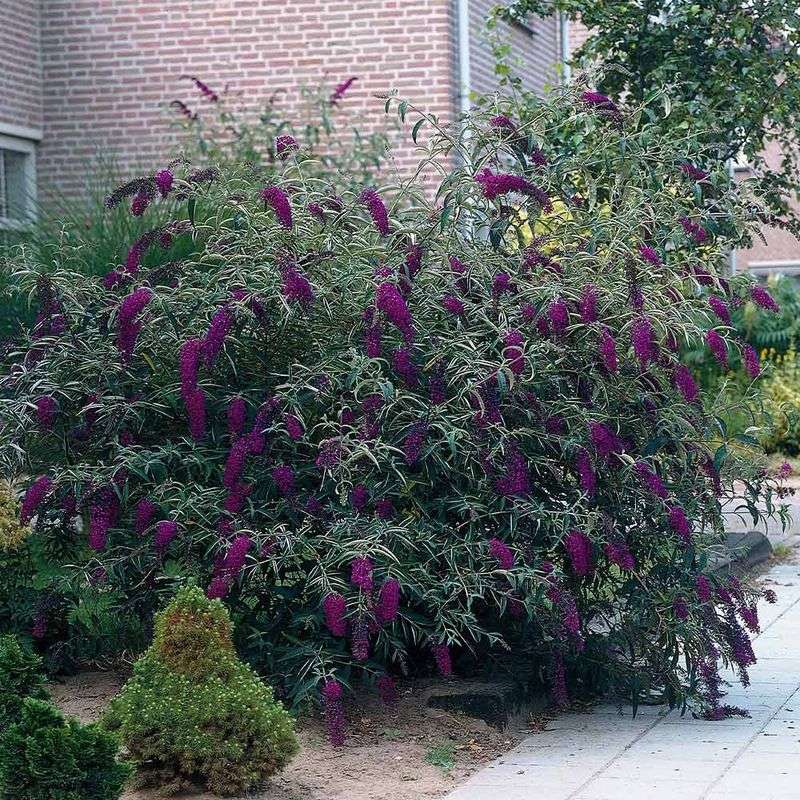 Butterfly Bush