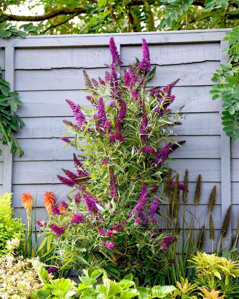 Butterfly Bush