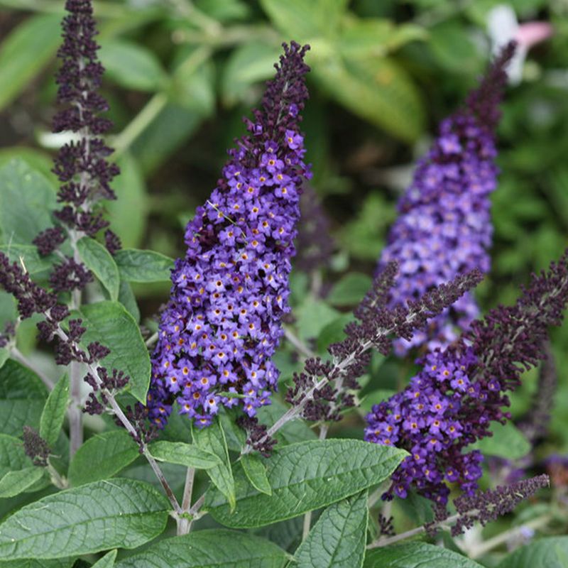 Butterfly Bush