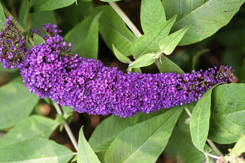 Butterfly Bush