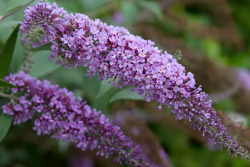 Butterfly Bush