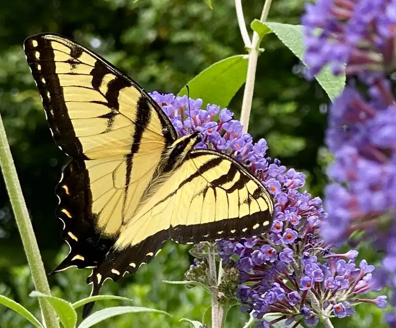 Butterfly Bush