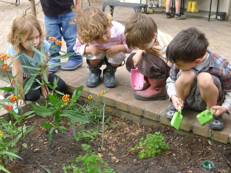 Butterfly Garden