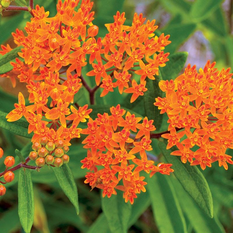 Butterfly Weed