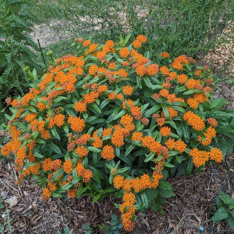 Butterfly Weed