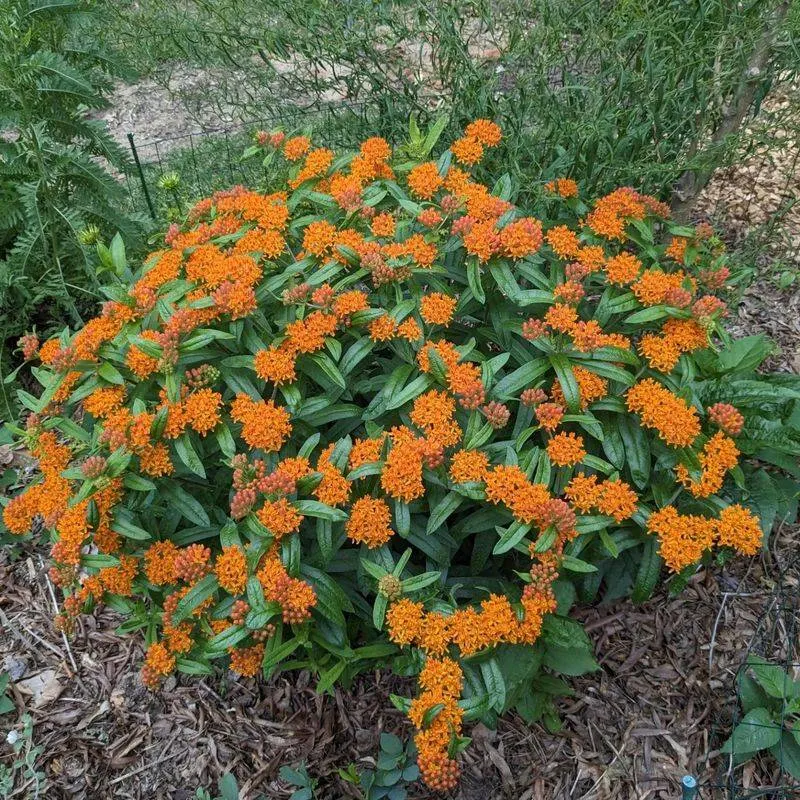 Butterfly Weed