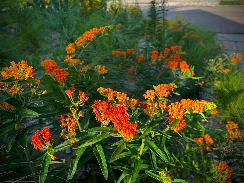 Butterfly Weed