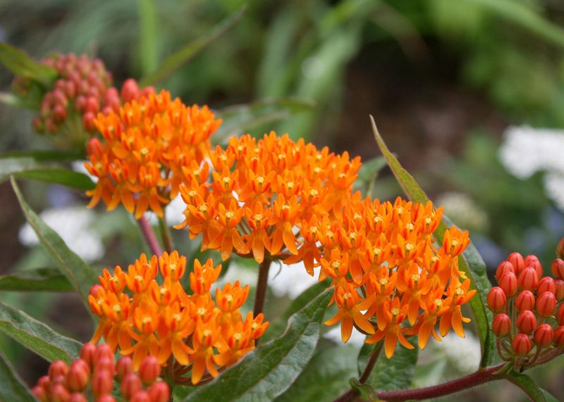 Butterfly Weed