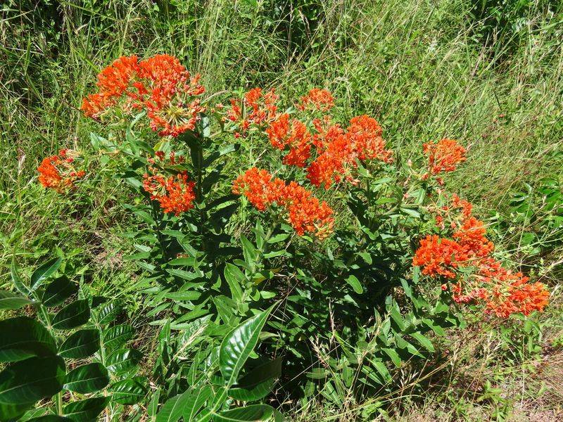 Butterfly Weed