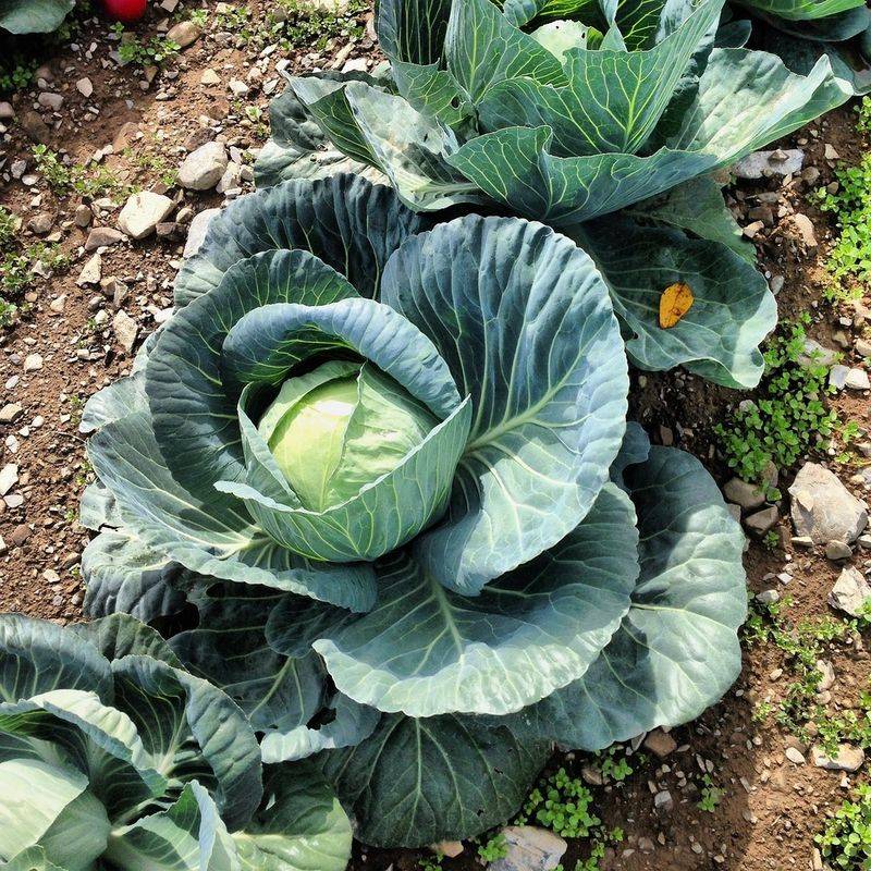 Cabbage