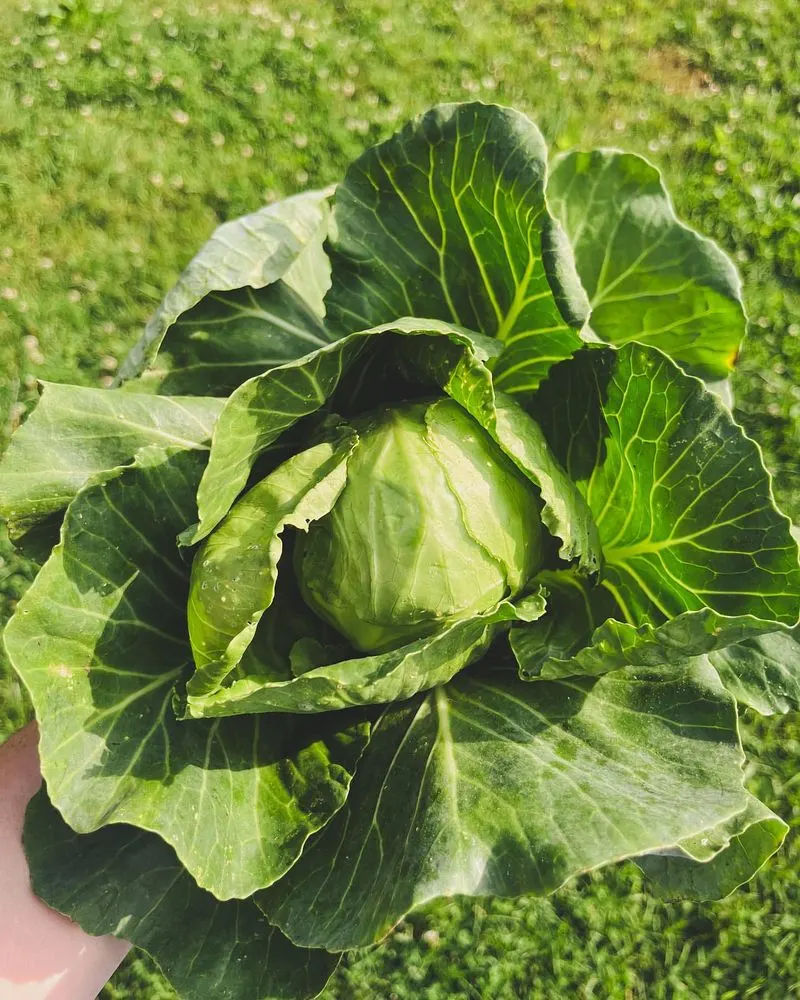 Cabbage